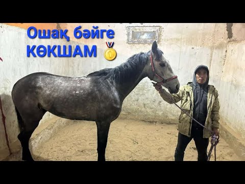 Видео: Құдас ата бәйгесі Тұрыш ауылы 20.05.2023 Ошақ бәйге 18 шақырым 🏆🥇КӨКШАМ