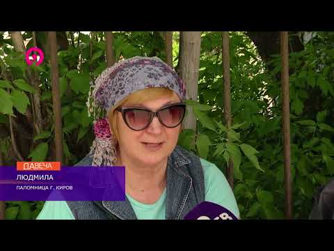 Видео: Великорецкий крестный ход 2022