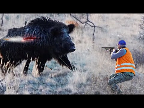 Видео: НАШЕСТВИЕ МОНСТРОВЫХ КАБАНОВ: невероятная стрельба и захватывающая охота!