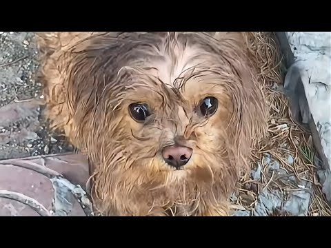 Видео: С ней обращались как с мусором, запихнули в мешок и выбросили в мусорное ведро.