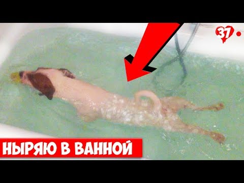 Видео: DOGVLOG. Собака чуть не утонула в ванне. Джек Рассел Терьер Локи БОБО. 037 серия.