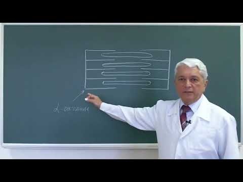 Видео: 12:00 Биохимия мышц