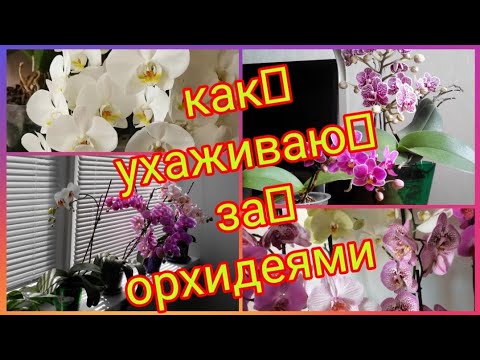 Видео: Орхидеи 🌺Как я ухаживаю за ОРХИДЕЯМИ