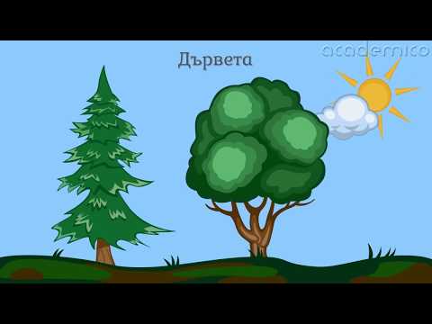 Видео: Растенията около нас - Околен свят 2 клас | academico
