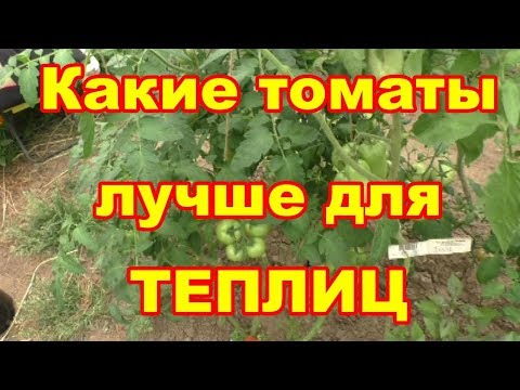 Видео: Продолжаю опыт,какие томаты лучше выращивать в теплице?