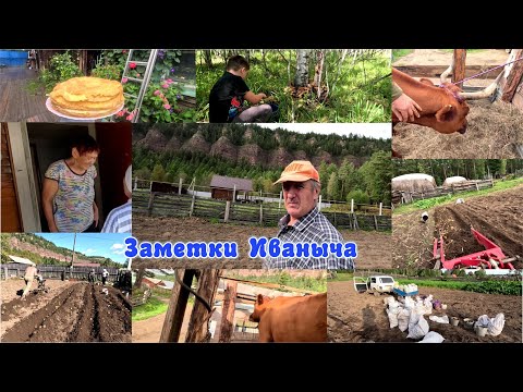 Видео: Уехала наша красавица, а мы картошку копать
