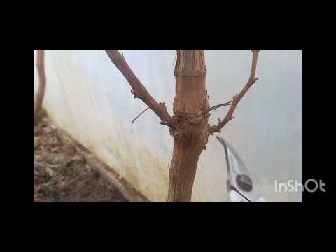 Видео: результаты прививок 24 года на винограде, применение кербовки.