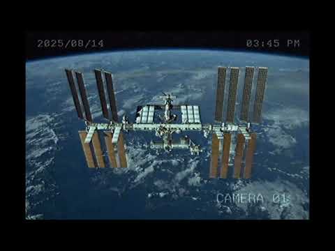 Видео: Страшилка *теперь я знаю почему визжат собаки* #страшныеистории 