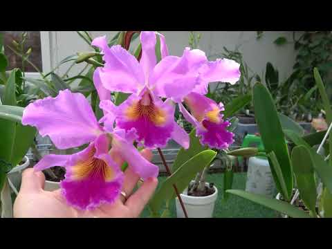 Видео: Цветение октябрь 2025 Cattleya Peetersii,Cattleya Massiliensis,Cattleya Fabia, Cattleya Trimos