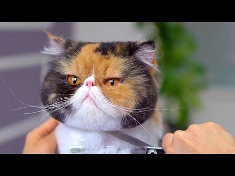 Видео: Любимый кот грумера!! 😻🛁✂️❤️ Очень красиво!!