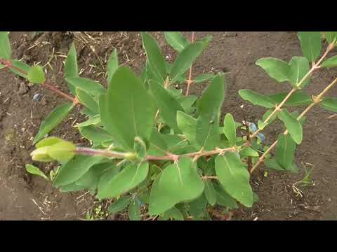 Видео: Обзор сортов жимолости, новинок сезона 22 года.