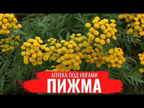 Видео: ПИЖМА / О правилах сбора, нюансах заготовки и приготовлении полезных настоев / Аптека под ногами
