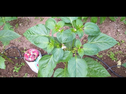 Видео: Перец ,что делаю,чтобы не опали цветы и сохранить завязи/Рассада баклажан
