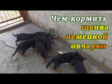 Видео: Чем кормить щенка немецкой овчарки. | Рацион щенка немецкой овчарки в зависимости от его возраста