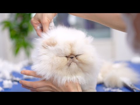 Видео: Какой милый безе котёнок!!! Вы будете очарованы! 😻🛁✂️❤️