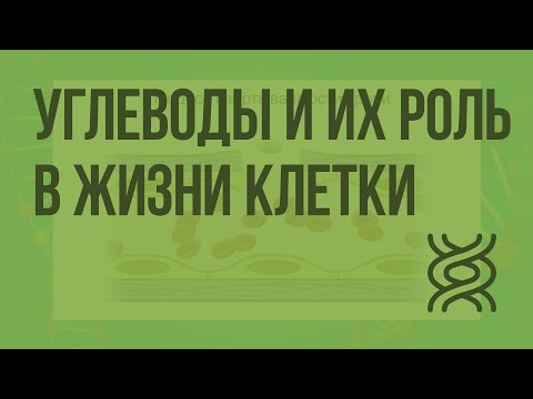 Видео: Углеводы и их роль в жизнедеятельности клетки. Видеоурок по биологии 10 класс