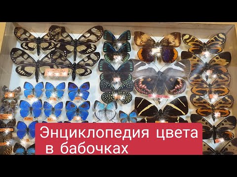 Видео: Выставка-ярмарка бабочек и других насекомых в Москве. Праздник цвета и вдохновения для художника.