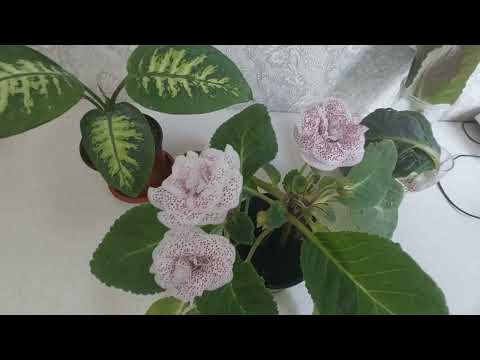Видео: Листья глоксинии дали корешки 🌱🌺 #глоксинии #глоксиния #глоксинияразмножение 