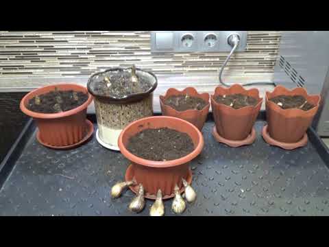 Видео: НАРЦИССЫ к мартовским праздникам