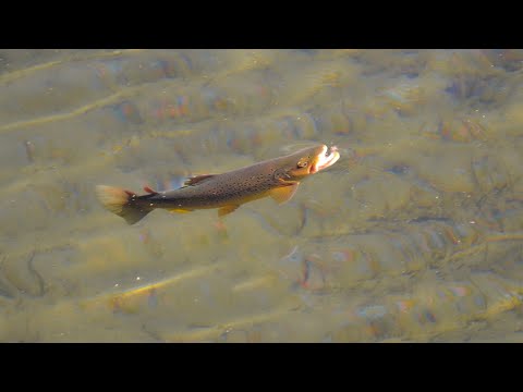 Видео: Ловля рыбы нахлыстом в маленьких ручьях и больших реках (Новая Зеландия, эпизоды 7 и 8)