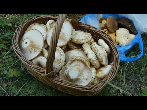 Видео: Парадоксы грибосбора: ехал за белыми, а нашел грузди настоящие! Lactarius resimus или груздь сырой