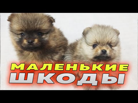 Видео: Щенкам шпица 37 дней. Шпицназ в деле. Шпиц Бэлла – жадина. Смотрим зубки. Померанские игры
