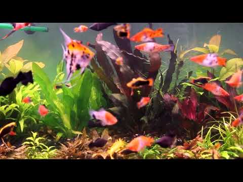 Видео: В гостях у аквариумиста Валерия (часть 2)