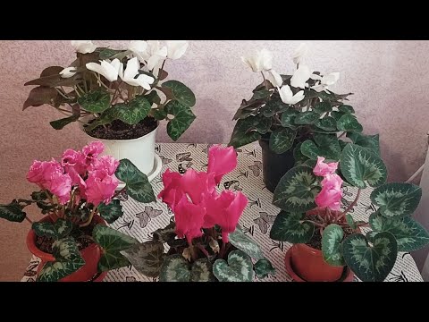 Видео: Опыление цикламена. Как получить семена в домашних условиях