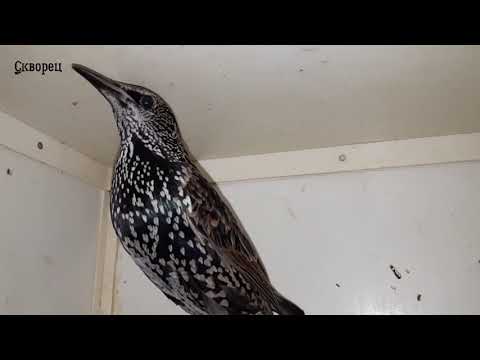 Видео: Содержание птиц в домашних условиях (1часть)