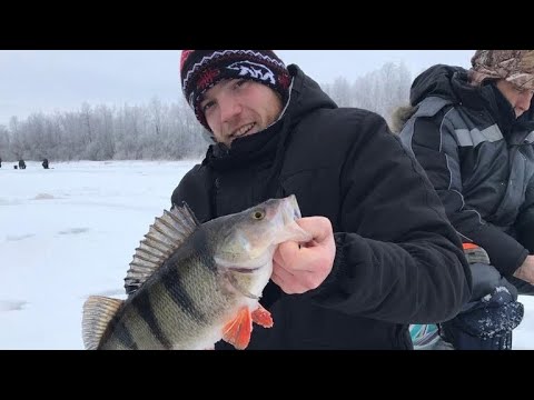 Видео: ЭТО ЗА КГ!!! ЦЕЛЫЕ САНИ ОКУНЕЙ!!! ЕЛЕ УНЁС! Зимняя рыбалка 2024