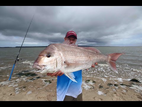 Видео: Наземная ловля снэппера в Западном порту — ловля с дрона