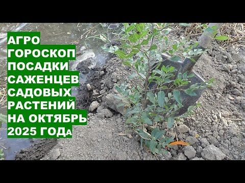 Видео: Лучшие дни для посадки саженцев в октябре 2025 года!