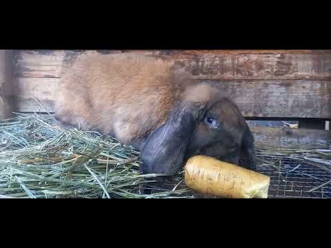 Видео: А у нас кролики!!!🥰 Французский баран, Большое светлое серебро. Обзор клеток.