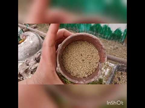 Видео: Мой опыт содержания и кормления иволги в вольере.