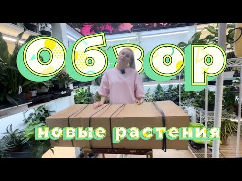 Видео: ОБЗОР || Новые растения в моем магазине