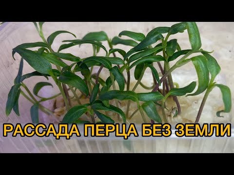 Видео: ВЫРАЩИВАНИЕ ПЕРЦА БЕЗ ЗЕМЛИ !