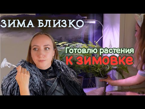 Видео: Готовлю РАСТЕНИЯ к зиме | Конец сезона 2024