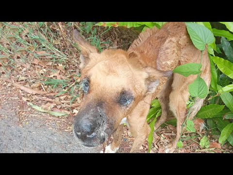 Видео: Он даже не мог плакать… Только дрожать» | Борьба Райито за жизнь после невообразимых страданий 🐾🐾💔!