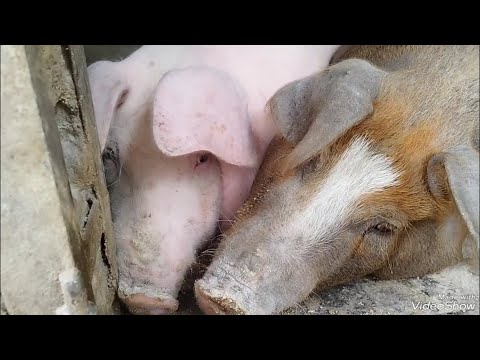 Видео: Вывозим навоз. Размеры клеток для свиноматок и откорма.