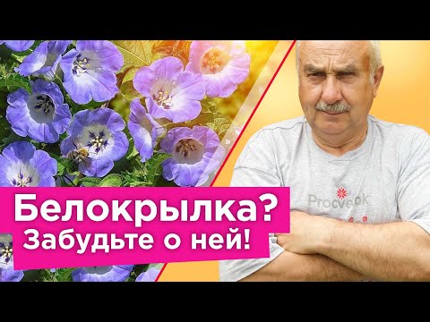 Видео: БЕЛОКРЫЛКА БОИТСЯ ЭТОГО РАСТЕНИЯ КАК ОГНЯ! Что посадить, чтобы белокрылка облетала огород стороной?