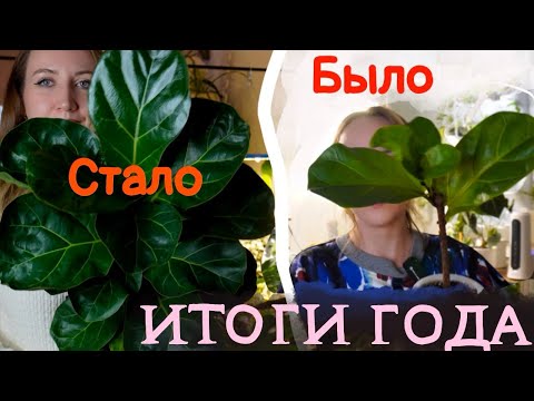 Видео: Растения БЫЛО/СТАЛО  |  Итоги 2024 года