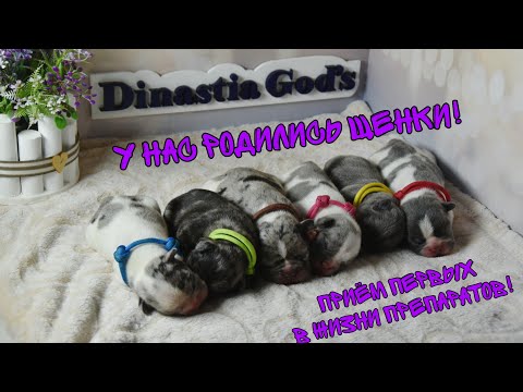 Видео: Мы родились! Щенкам уже почти месяц! Первые процедуры пройдены! Первый прикорм!