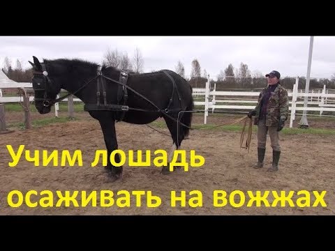 Видео: Учим лошадь осаживать на вожжах
