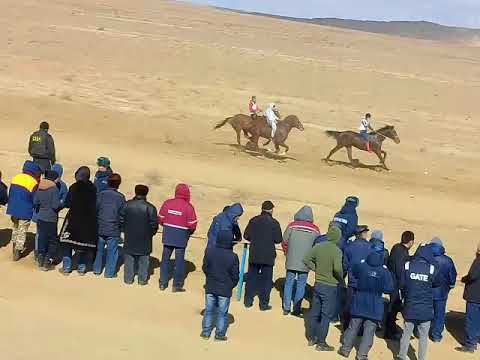 Видео: Аламан байге Амал 2018