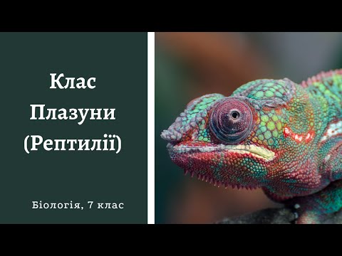 Видео: Клас Плазуни (Рептилії)