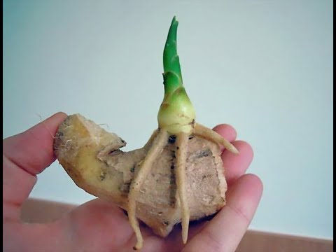 Видео: Как вырастить ИМБИРЬ на подоконнике из магазинного корня. Ч. 1