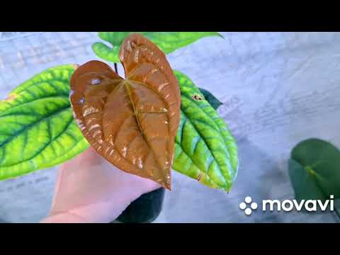 Видео: РАСТЕНИЯ ПЕРЕЕЗЖАЮТ С БАЛКОНА.КОМНАТНЫЕ РАСТЕНИЯ(ЦВЕТЫ).