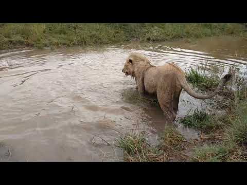 Видео: Молодые львы плещутся в запруде. 2017 год