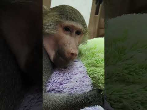 Видео: Штирлиц ещё никогда не был так близок к провалу!🤣🤣🤣