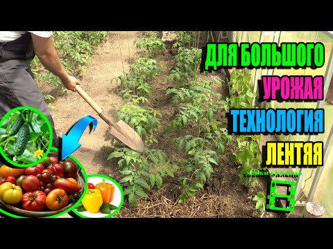 Видео: ЗАЧЕМ ОКУЧИВАЮ И МУЛЬЧИРУЮ ПОМИДОРЫ, ОГУРЦЫ И ПЕРЦЫ? ДЛЯ БОЛЬШОГО УРОЖАЯ ЭКО-САД ВЫХОДНОГО ДНЯ 24-04